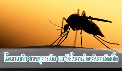 โรคมาลาเรีย สาเหตุการเกิด และวิธีในการป้องกันการติดเชื้อ